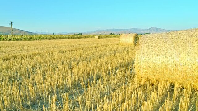 Drone motion over harvested wheat field, strow stacks, skyline