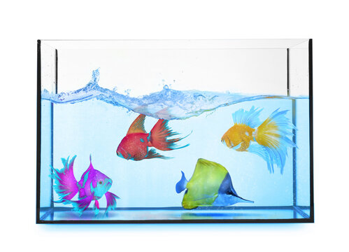 Glass aquarium with tropical fish against white background