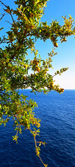 Sunlit pomegranate tree with ripening fruits hangs over a deep blue sea, captured from a coastal viewpoint against a vivid clear sky, symbolizing summer abundance.