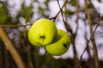Ripe Apple Hanging on a Tree Branch