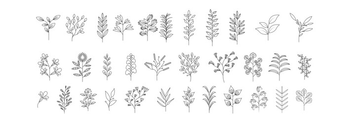 Plant brunches doodle illustration including different tree leaves. Hand drawn cute line art of forest flora - eucalyptus, fern, berries, blueberries. Outline rustic botanical drawing for coloring