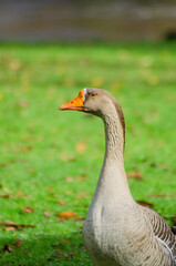 A beautiful portrait of a domestic goose standing on a green lawn The Grace of a Farm Animal