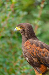 A close up side profile portrait of a beautiful Harris's hawk The Majesty of a Majestic Wildlife