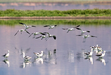 Flock of American avocets arriving at their wintering ground in Fall in Riverside CA