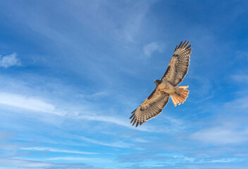 Red tailed hawk in soaring flight