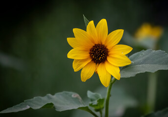 yellow sunflower in the garden