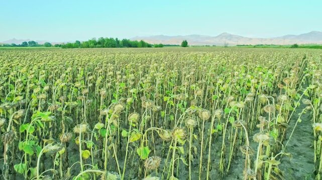Agricultural scenery, motion over sunflower field, mountains