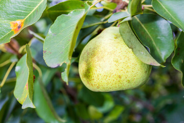 Ripe Pear Growing on a Tree Branch