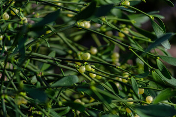 Mistletoe plant with clusters of white berries among its lush green foliage