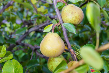Ripe Pear Growing on a Tree Branch