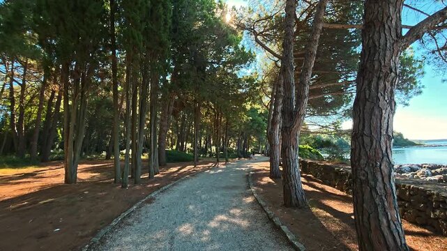 Shaded Forest Path Along Adriatic Coast, Tall Pine Trees Creating Natural Tunnel, Sunlight Streaming Through Branches And Scenic View Of Sea On The Right