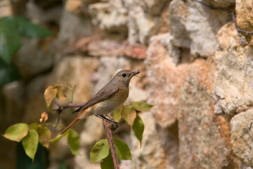 Female Common Redstart, Phoenicurus phoenicurus, with prey item