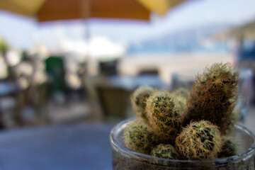 cactus in a pot close up