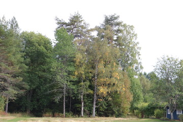 Fototapeta premium trees in the park, late summer