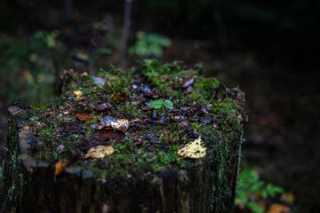 Sprouting Life on a Mossy Stump
