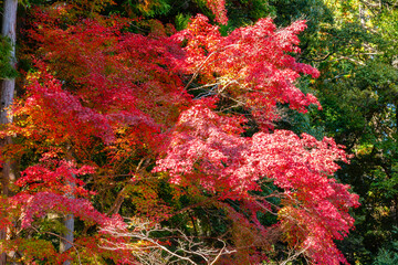 Colorful treetops of maple trees in autumn, Takao, Japan