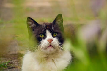 Tuxedo Cat Portrait Outdoors with Soft Green Bokeh