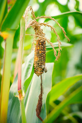 Extreme weather, drought and heat Crop failures in maize and grain. Droughty summer and crop failures, massive crop losses and growth problems through climate change