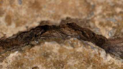 Cracked Rock Surface with Shadowed Crevice and Moss Accents for Earthy, Geological Header and Banner Backgrounds