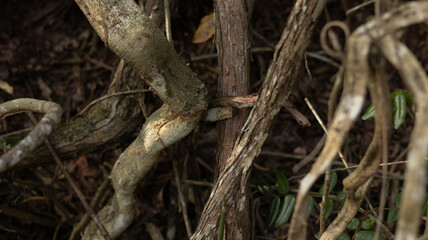 Naklejka premium Intertwined Jungle Roots and Vines with Earthy Textures for Organic, Editorial Backgrounds