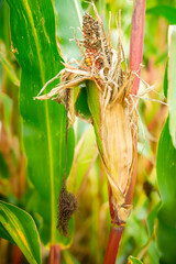 Extreme weather, drought and heat Crop failures in maize and grain. Droughty summer and crop...