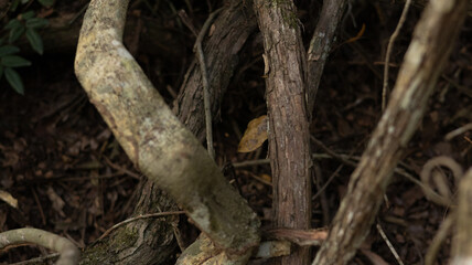 Textured Forest Floor with Tangled Tree Trunks and Branches, Representing a Natural Environment Background