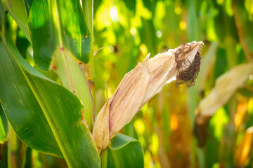 Extreme weather, drought and heat Crop failures in maize and grain. Droughty summer and crop failures, massive crop losses and growth problems through climate change