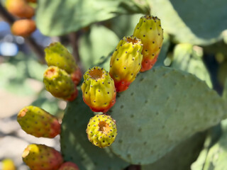 Exotic Opuntia cactus plant with ripe yellow orange prickly pears cactus fruits close-up