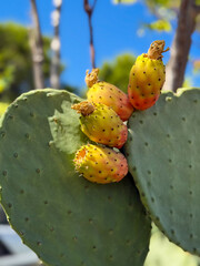 Exotic Opuntia cactus plant with ripe yellow orange prickly pears cactus fruits close-up