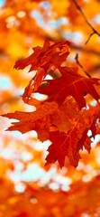Vibrant Red & Orange Fall or Autumn Oak Leaves on and Oak Tree Branch w/Bokeh Effect in Background-Backdrop, Border, Background, Wallpaper 