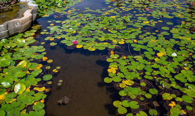 Pond with green lily pads and single pink flower