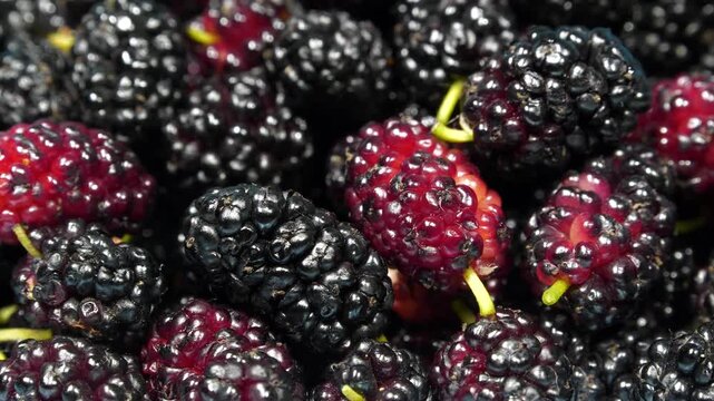 Mulberry berries. Mulberry - fruit tree whose fruits have many beneficial properties. Morus, genus of flowering plants in family Moraceae, consists of 19 species of trees commonly known as mulberries