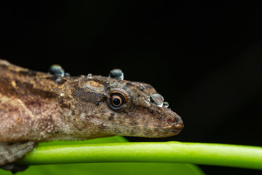 Rain-covered anole lizard