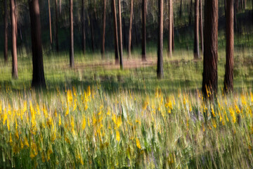 Forest abstract with wildflowers and meadow grasses