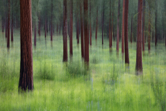 Forest abstract with wildflowers and meadow grasses