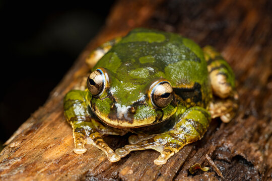 Tree frog on wet wood