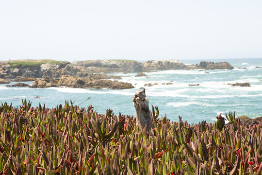 Cute Squirrel Munching in a Flower Patch on Oceanside Cliffs