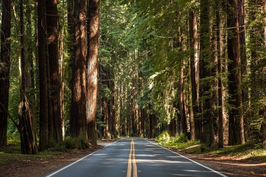 Fototapeta Empty Road Through Giant Redwood Trees