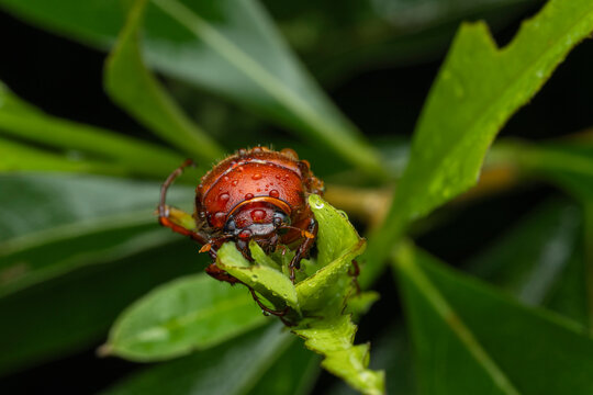 Red beetle in the rain