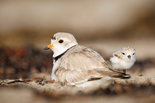 Piping Plover and Chick
