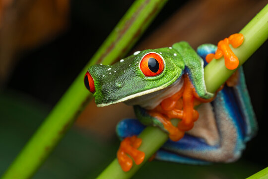 Red-eyed tree frog on branch
