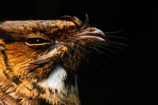 Pauraque with open beak and half-closed eye