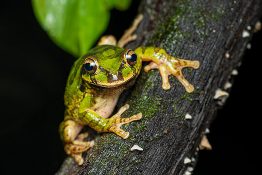Tree frog climbing at night