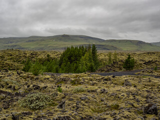 mossy lava fields in Island