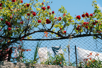 Bright Flowers Blooming Along a Fence in a Sunny Outdoor Setting