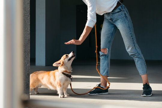 Training a Playful Corgi in an Empty Space