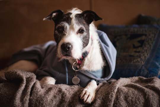 Dog in Blue Hoodie Lying on sofa with Blanket and cushions