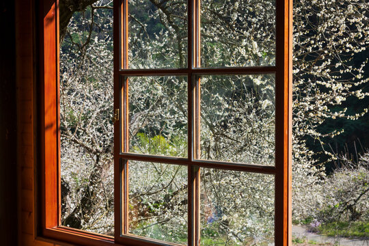 Plum blossoms outside a rustic wooden window