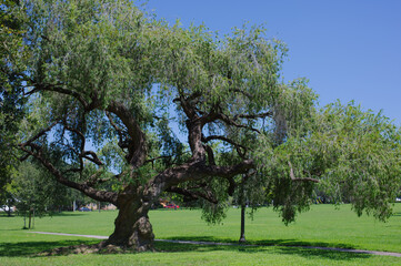 Majestic Green Tree in a Park Under a Clear Blue Sky. Crescent Lake Park St. Petersburg, FL. 
A...
