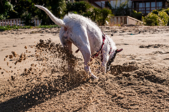 dog digging the sand